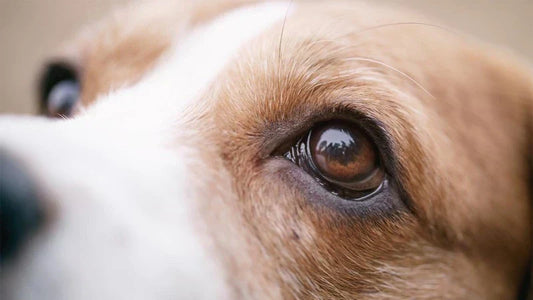 Your Dog Needs Healthy Eyes and Clear Vision